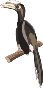 Hornbill Perched Clip Art